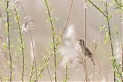 Filename=Snor-20240413g14401A1A3772ntcrfb-Noordpolder-Calfven.jpg
Filesize=780KiB
Dimensions=1280x960
Date added=Apr 14, 2024 Snor-20240413g14401A1A3772ntcrfb-Noordpolder-Calfven.jpg