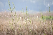 Filename=Snor-20240413g14401A1A3797nntcrfb-Noordpolder-Calfven.jpg
Filesize=863KiB
Dimensions=1280x960
Date added=Apr 14, 2024 Snor-20240413g14401A1A3797nntcrfb-Noordpolder-Calfven.jpg