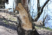 Filename=Spechtenwerk-1A1A9013.jpg
Filesize=851KiB
Dimensions=1280x853
Date added=Jan 24, 2023 Spechtenwerk-1A1A9013.jpg
