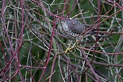 Filename=Sperwer-20141206g1024g7X1A2473a.jpg
Filesize=616KiB
Dimensions=1024x768
Date added=Dec 06, 2014 Sperwer-20141206g1024g7X1A2473a.jpg