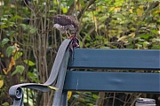 Filename=Sperwer-20151027g12807X1A3785a.jpg
Filesize=785KiB
Dimensions=1280x960
Date added=Oct 27, 2015 Sperwer-20151027g12807X1A3785a.jpg