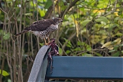 Filename=Sperwer-20151027g12807X1A3787a.jpg
Filesize=935KiB
Dimensions=1280x960
Date added=Oct 27, 2015 Sperwer-20151027g12807X1A3787a.jpg