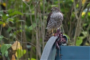 Filename=Sperwer-20151027g12807X1A3794b.jpg
Filesize=808KiB
Dimensions=1280x960
Date added=Oct 27, 2015 Sperwer-20151027g12807X1A3794b.jpg