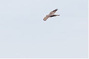 Filename=Sperwer-20170522g1280YSXX8902a.jpg
Filesize=398KiB
Dimensions=1280x960
Date added=May 25, 2017 Sperwer-20170522g1280YSXX8902a.jpg