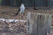Filename=Sperwer-20181225g1280YSXX3012a.jpg
Filesize=816KiB
Dimensions=1280x960
Date added=Dec 25, 2018 Sperwer-20181225g1280YSXX3012a.jpg