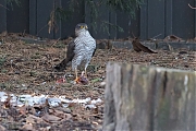 Filename=Sperwer-20181225g1280YSXX3013a.jpg
Filesize=871KiB
Dimensions=1280x960
Date added=Dec 25, 2018 Sperwer-20181225g1280YSXX3013a.jpg
