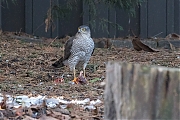 Filename=Sperwer-20181225g1280YSXX3015a.jpg
Filesize=993KiB
Dimensions=1280x960
Date added=Dec 25, 2018 Sperwer-20181225g1280YSXX3015a.jpg