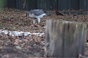 Filename=Sperwer-20181225g1280YSXX3022a.jpg
Filesize=745KiB
Dimensions=1280x960
Date added=Dec 25, 2018 Sperwer-20181225g1280YSXX3022a.jpg