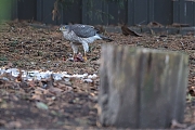 Filename=Sperwer-20181225g1280YSXX3024a.jpg
Filesize=740KiB
Dimensions=1280x960
Date added=Dec 25, 2018 Sperwer-20181225g1280YSXX3024a.jpg
