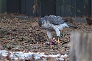 Filename=Sperwer-20181225g1280YSXX3025a.jpg
Filesize=857KiB
Dimensions=1280x960
Date added=Dec 25, 2018 Sperwer-20181225g1280YSXX3025a.jpg