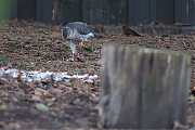 Filename=Sperwer-20181225g1280YSXX3028a.jpg
Filesize=742KiB
Dimensions=1280x960
Date added=Dec 25, 2018 Sperwer-20181225g1280YSXX3028a.jpg