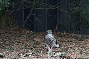 Filename=Sperwer-20191221g1280YSXX6417.jpg
Filesize=865KiB
Dimensions=1280x960
Date added=Dec 21, 2019 Sperwer-20191221g1280YSXX6417.jpg