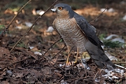Sperwer-20250325g14401A1A4373atcrfb-Tuin.jpg