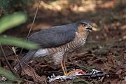 Sperwer-20250325g14401A1A4535atcrfb-Tuin.jpg
