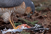 Sperwer-20250325g14401A1A4545atcrfb-Tuin.jpg