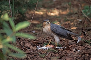 Sperwer-20250325g14401A1A4594atcrfb-Tuin.jpg