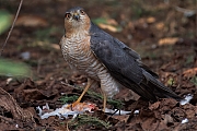 Sperwer-20250325g14401A1A4615atcrfb-Tuin.jpg