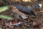 Sperwer-20250325g14401A1A4646atcrfb-Tuin.jpg