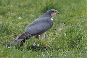 Sperwer-20250325g14401A1A4671atcrfb-Tuin.jpg