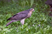 Sperwer-20260908g14401A1A6930avghcrfb-Tuin.jpg