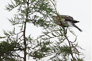 Filename=Sperwer_20160728g12807X1A5789a.jpg
Filesize=743KiB
Dimensions=1280x960
Date added=Jul 28, 2016 Sperwer_20160728g12807X1A5789a.jpg