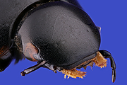 Filename=Sphaeridium-Scarabaeoides-g1280scrfb-s02-2018-02-06-17-25-44-28C29b.jpg
Filesize=809KiB
Dimensions=1280x960
Date added=Feb 07, 2018 Sphaeridium-Scarabaeoides-g1280scrfb-s02-2018-02-06-17-25-44-28C29b.jpg