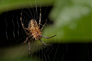 Spin-20120806g800IMG_1392a.jpg