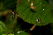 Spin-20120806g800IMG_8056a.jpg