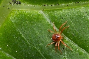 Spin-20120824g800IMG_9544b.jpg