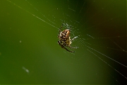 Spin-20121019g800IMG_1869a.jpg