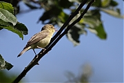 Spotvogel-20110602IMG_4381a.jpg