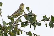 Spotvogel-20240527g14401A1A7775btcrfb-Oude-Buisse-Heide.jpg