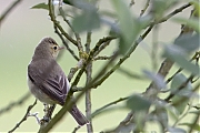 Spotvogel-20240527g14401A1A7802atcrfb-Oude-Buisse-Heide.jpg