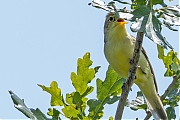 Spotvogel-20250611g14401A1A0604avcrfb-Oude-Buisse-Heide.jpg