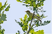Spotvogel-20250611g14401A1A0607bvcrfb-Oude-Buisse-Heide.jpg
