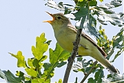 Spotvogel-20250611g14401A1A0612avcrfb-Oude-Buisse-Heide.jpg