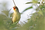 Spotvogel-20260601g14401A1A3962avcrfb-Bleeke-Heide.jpg