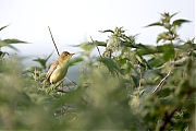 Spotvogel-20260601g14401A1A3984avcrfb-Bleeke-Heide.jpg