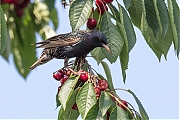 Filename=Spreeuw-20180610g1280YSXX2683a.jpg
Filesize=804KiB
Dimensions=1280x960
Date added=Jun 14, 2018 Spreeuw-20180610g1280YSXX2683a.jpg
