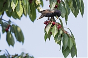 Filename=Spreeuw-20180610g1280YSXX2684a.jpg
Filesize=636KiB
Dimensions=1280x960
Date added=Jun 14, 2018 Spreeuw-20180610g1280YSXX2684a.jpg