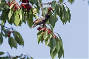 Filename=Spreeuw-20180610g1280YSXX2686a.jpg
Filesize=644KiB
Dimensions=1280x960
Date added=Jun 14, 2018 Spreeuw-20180610g1280YSXX2686a.jpg
