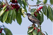 Filename=Spreeuw-20180610g1280YSXX2687a.jpg
Filesize=836KiB
Dimensions=1280x960
Date added=Jun 14, 2018 Spreeuw-20180610g1280YSXX2687a.jpg