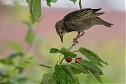 Filename=Spreeuw-20190609g1280YSXX5508a.jpg
Filesize=726KiB
Dimensions=1280x960
Date added=Jun 11, 2019 Spreeuw-20190609g1280YSXX5508a.jpg