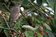 Spreeuw-20250607g14401A1A9917atcrfb-Tuin.jpg