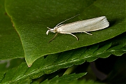 Sprietmot-20130627g800IMG_6907b.jpg