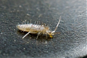 Springstaart-Orchesella-flavescens-20150421-g1280IMG_8766a.jpg