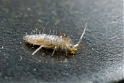 Filename=Springstaart-Orchesella-flavescens-20150421-g1280IMG_8766a.jpg
Filesize=693KiB
Dimensions=1280x960
Date added=Apr 25, 2015 Springstaart-Orchesella-flavescens-20150421-g1280IMG_8766a.jpg