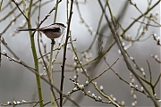 Staartmees-20130316g8007X1A5279a.jpg