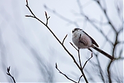 Filename=Staartmees-20191221g1280YSXX6430a.jpg
Filesize=460KiB
Dimensions=1280x960
Date added=Dec 21, 2019 Staartmees-20191221g1280YSXX6430a.jpg