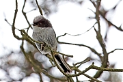 Staartmees-20240527g14401A1A7674atcrfb-Oude-Buisse-Heide.jpg